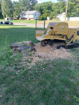 Starting to grind 80" stump