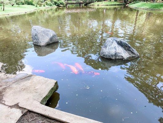 Koi pond