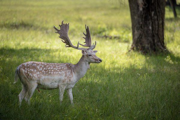 Fallow buck