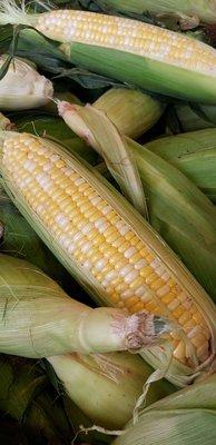 Bi-color corn...wonderful produce