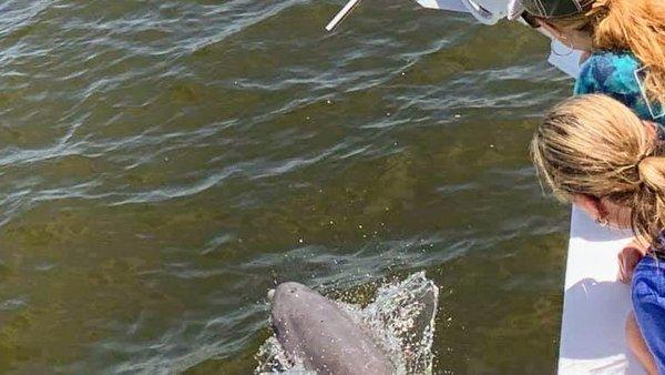 Dolphin in bow wake.