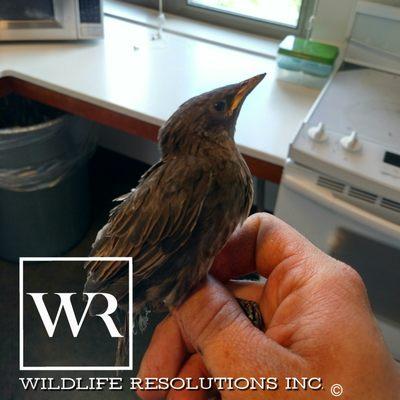 Starling removed from a kitchen vent