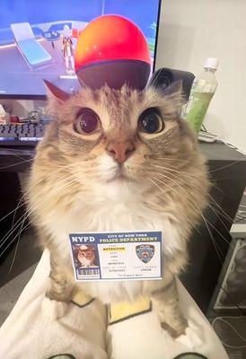 Cat I Found Outside Of The Gas Station Dressed As A NYPD Detective.