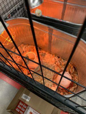 Same no water or food in all three chicken bins