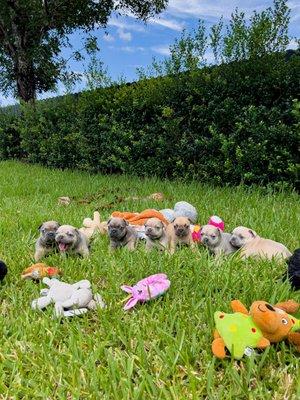 Frenchie puppy playtime!  Surrounded by toys and sunshine, these cuties are having the best day ever!