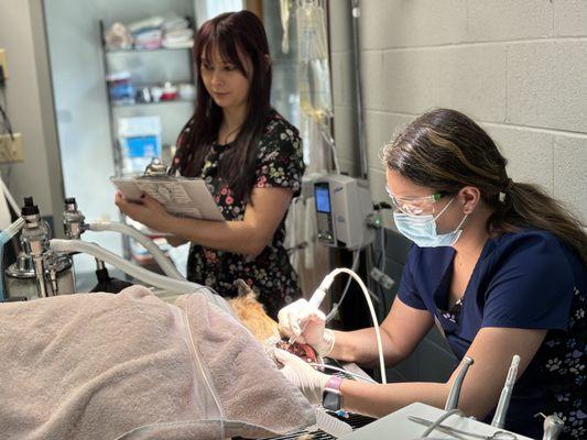 Dental cleaning being performed under general anesthesia. We closely monitor each individual patient with top of the line equipment.