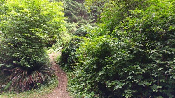 looking up to the road from site 15. Pretty private spot