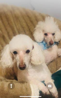 My Miniature poodles Leon in the blue bandana and the one in the front of him is his sister (who crossed over the rainbow bridge 8/13/24)