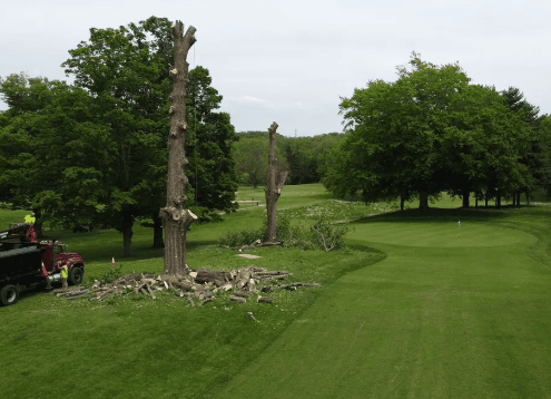 Tree removal Service