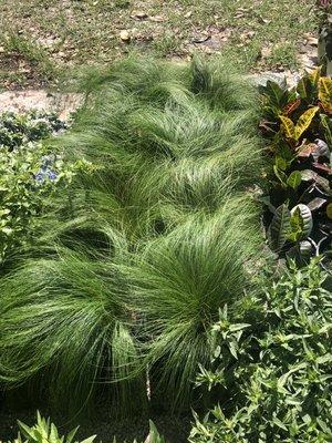 Mexican Feather Grass, aka, Cousin It! Lol