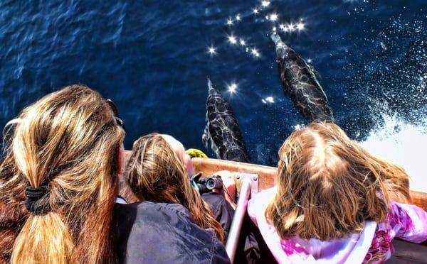 Dolphin swimming with whale watching ship