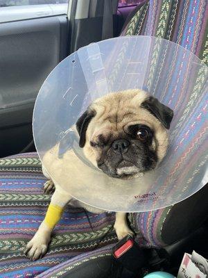 Dwight after surgery ft. the cone! He was very sleepy but still the happy little pug I know