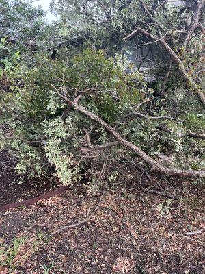 trimmed branch narrrowly missed the house