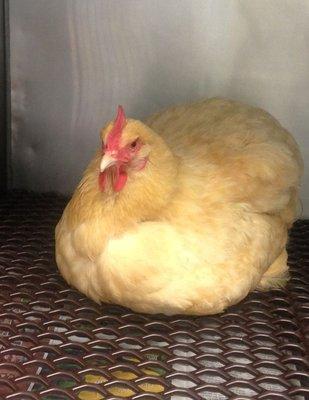 We care for chickens, too! Citrus was such a fun patient to have in the clinic with us.