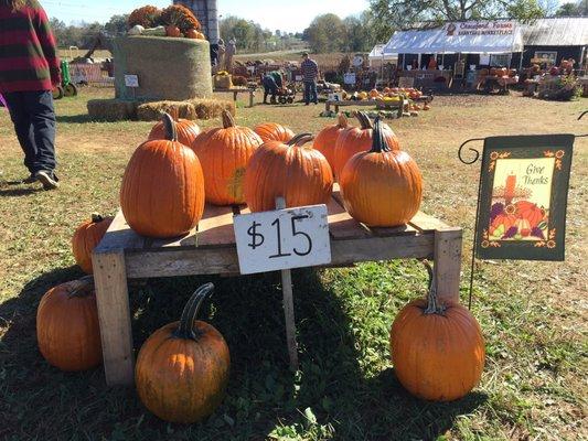 The pumpkins are SUPER expensive.