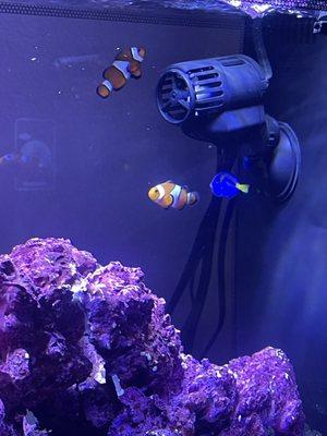 Clown Fish and Blue Hippo Tang