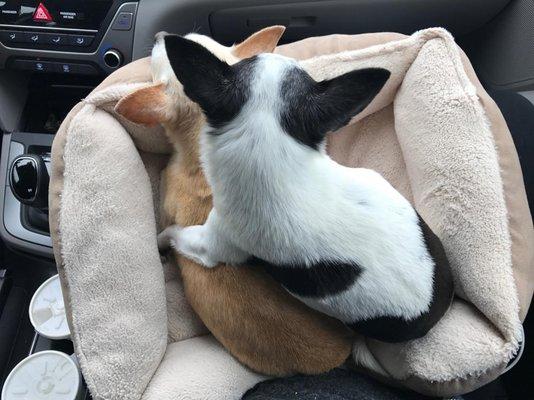 They sell all sizes/colors of dog beds!  This one was neutral & purchased from their selection in Jan 2017 and fits both my chihuahuas!