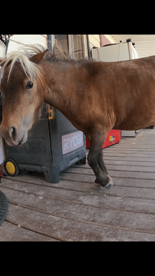 Smallest horse I've ever seen!