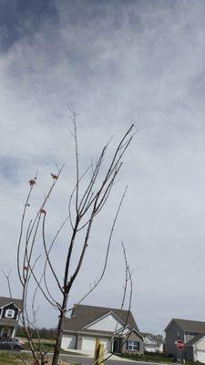 Tree in front of the house, only one branch is alive/blooming