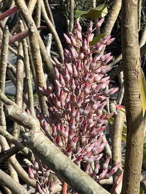 Another bromeliad amongst huge dormant plumerias