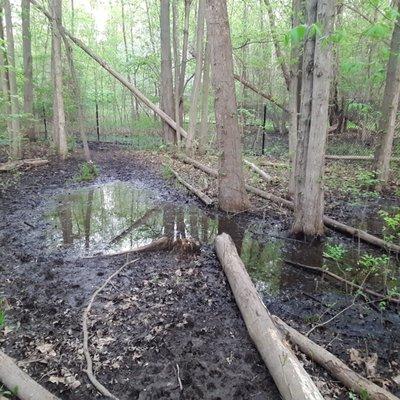 Flooding equals hoards of mosquitoes!