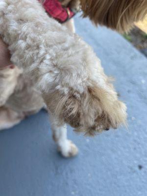 Feet with long hair. Nails not cut