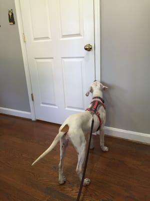 Hearing another pup in the waiting room