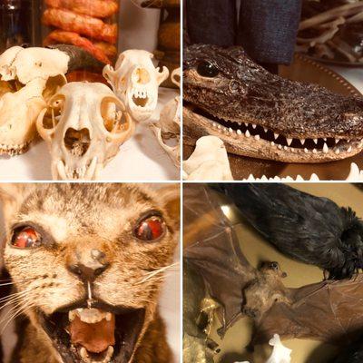 oddities and taxidermy avail for sale, rental and events