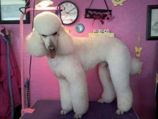 Standard poodle