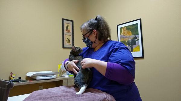 Cat Clinic of Iowa City