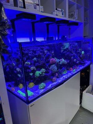 Cool saltwater aquarium