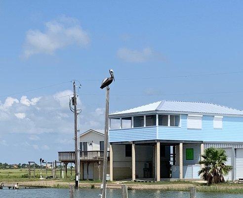 Pelican by the dock.