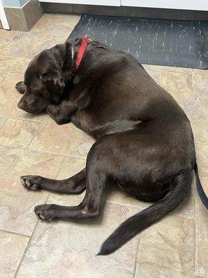 Max completely relaxed waiting for Dr. Julia Carter to come back after reviewing a sample for testing. He had a UTI and is doing better now.