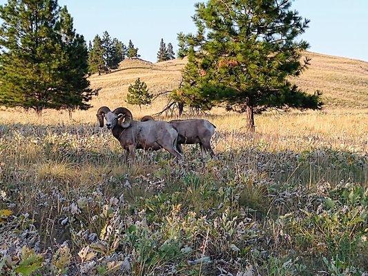 Rams spotted on Wild Horse Island