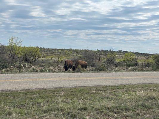 Buffalo