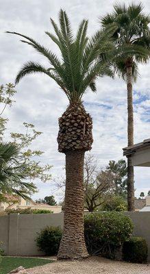 Beautifully trimmed Date Palm