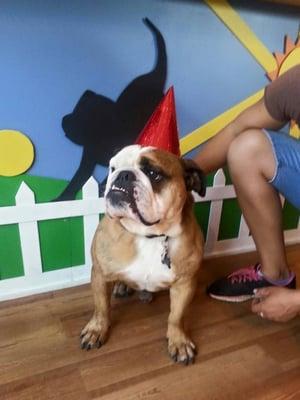 They also celebrate every dog's birthday.