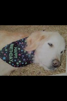 This is Custer, my golden, on his last morning on Earth in 2004.  He was 14 yrs old. Dr. Neal Atkinson was his Veterinarian.