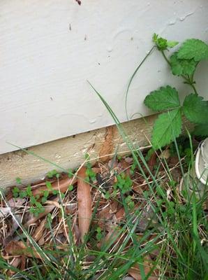 Termite shelter tube