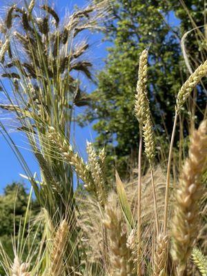 Many varieties of Wheat