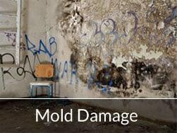 Mold Removal