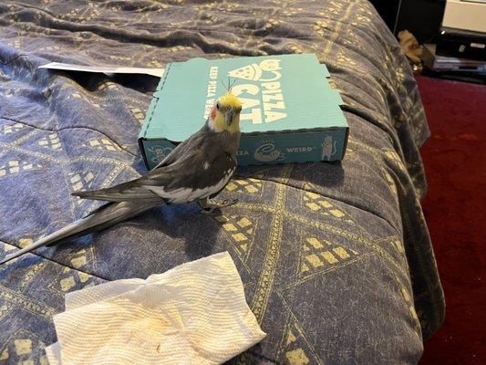 Nothing left but the empty box a soiled napkin , my birdie (DMX) and I throughly enjoyed the Black Bottom pizza