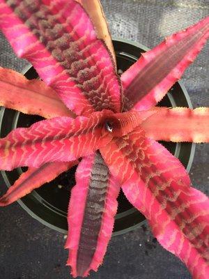 Cryptanthus Elaine