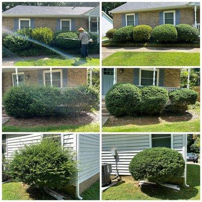 Bush trimming transformation