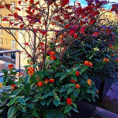 Lantana we added to the same terrace redo on the UES. Butterfly's love the lantana. Clients seeing butterfly's on the 16th floor.