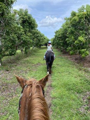 Following my granddaughter on our ride through the groves