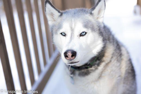 Pet Photography Shoot