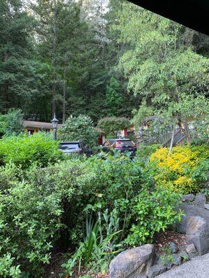 View of redwoods from our patio