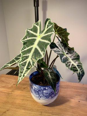 Alocasia polly