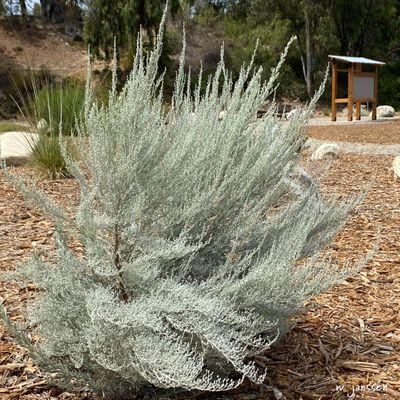 Artemisia tridentata, the big, silvery sagebrush you've seen all those cinematic cowboys riding through.